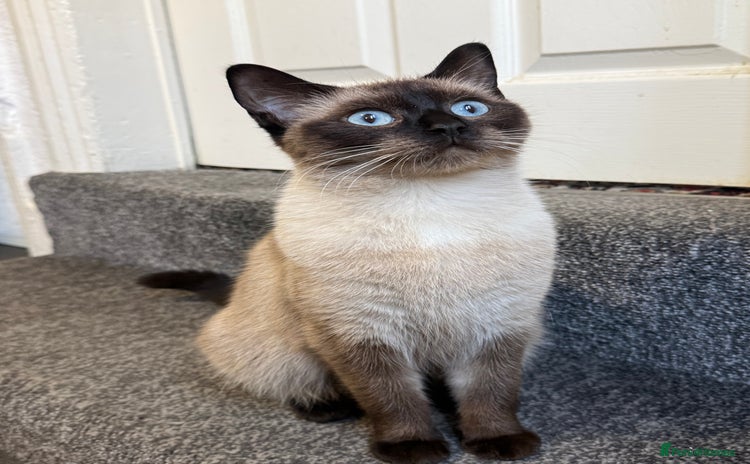 Siamese cats - Advert 1