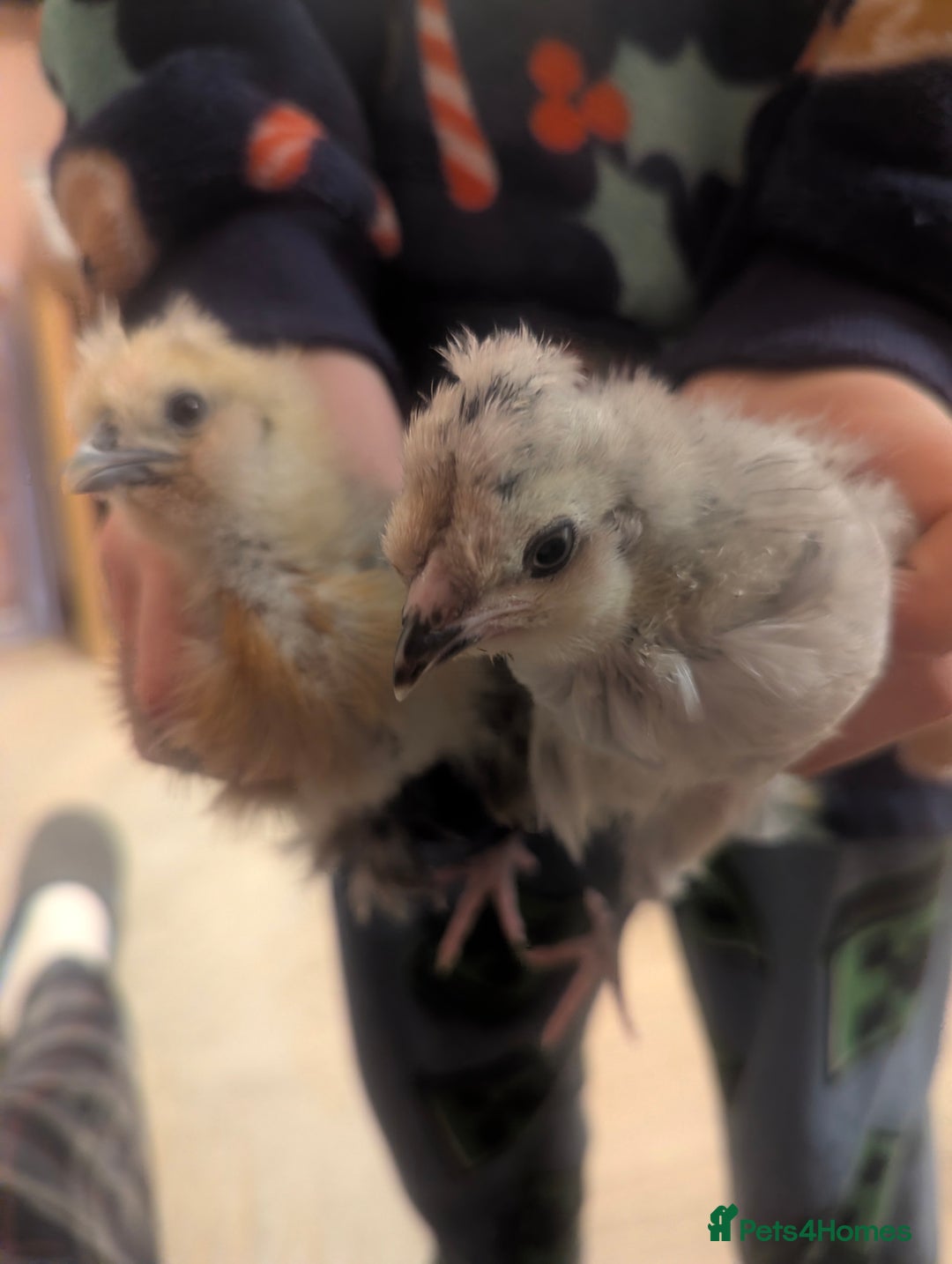 Chickens poultry for sale: X2 bantams for sale £20 each - Advert 3