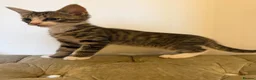 Mixed Breed cats for sale: Kittens ready for new homes now  - Advert 8