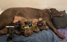 Labrador Retriever dogs for stud: Labrador Retriever for Stud - Marley in Gravesend - Image 11