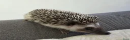 Pygmy Hedgehog rodents for sale: Male and female African pigmy hedgehog  - Advert 7