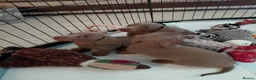 Dachshund dogs for sale: KC Registered Isabella & Tan Dachshund Puppies - Advert 3