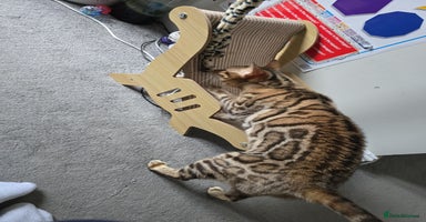 Bengal cats 🔥TICA Active IMPORTEDElite Breeding Quality🔥 - Advert 10