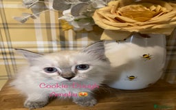 Ragdoll cats for sale: GCCF Registered Ragdolls  - Image 4