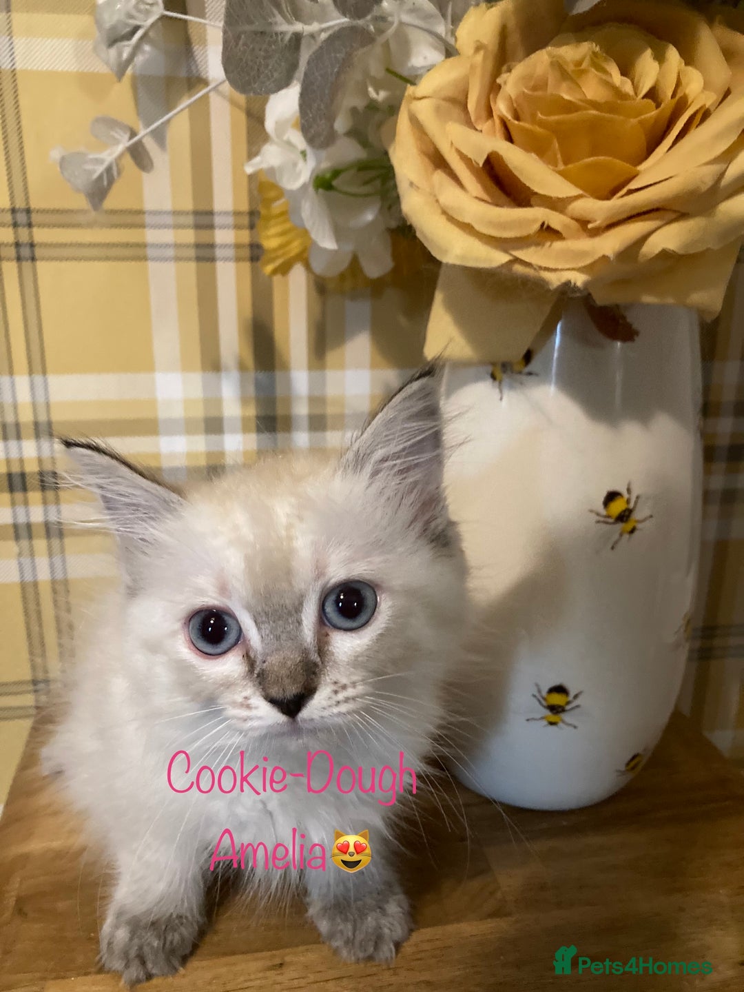 Ragdoll cats for sale: GCCF Registered Ragdolls  - Image 4