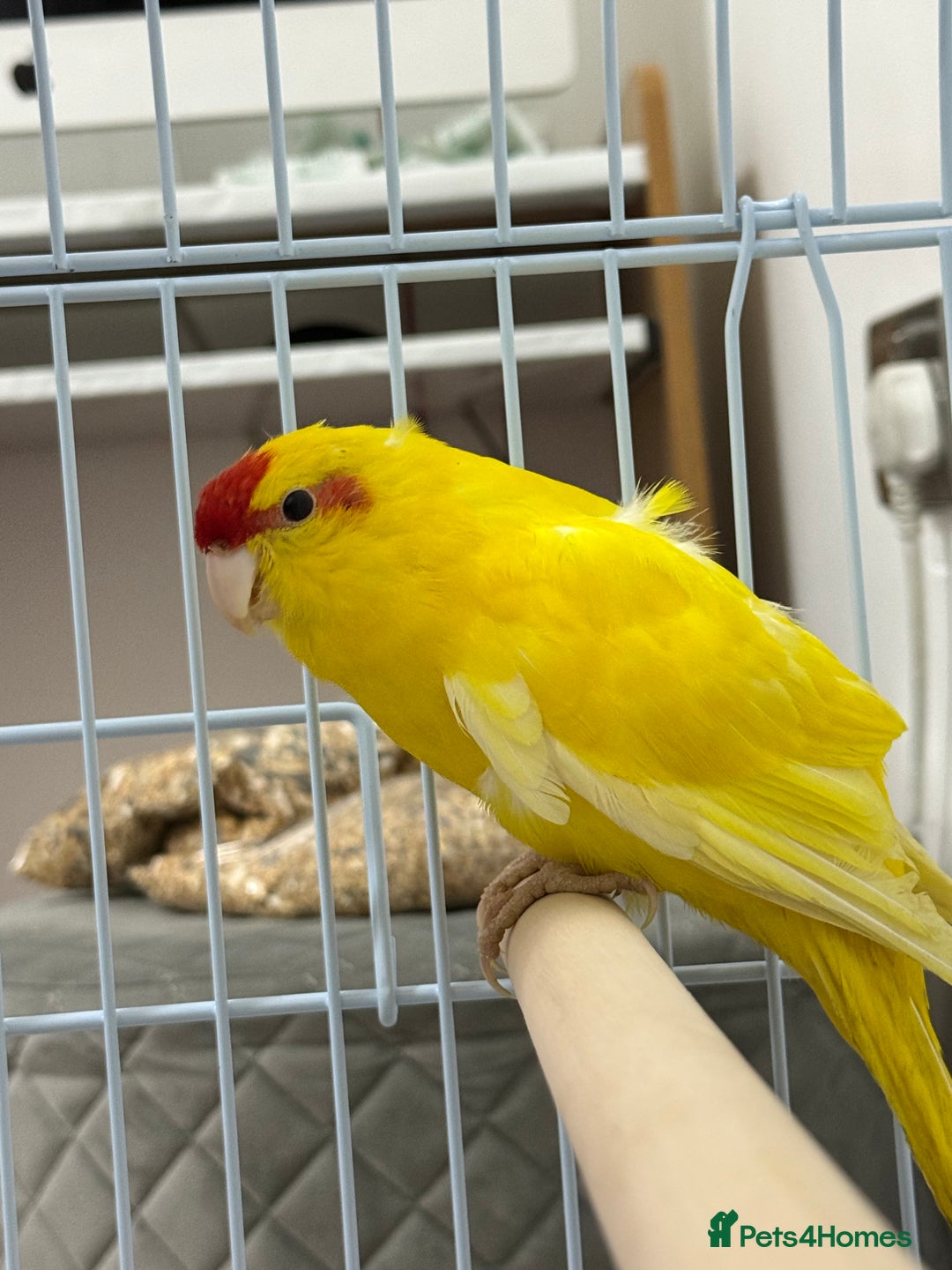 Parrots birds for sale: Beautiful Adorable Kakariki Talking Parrots - Image 10