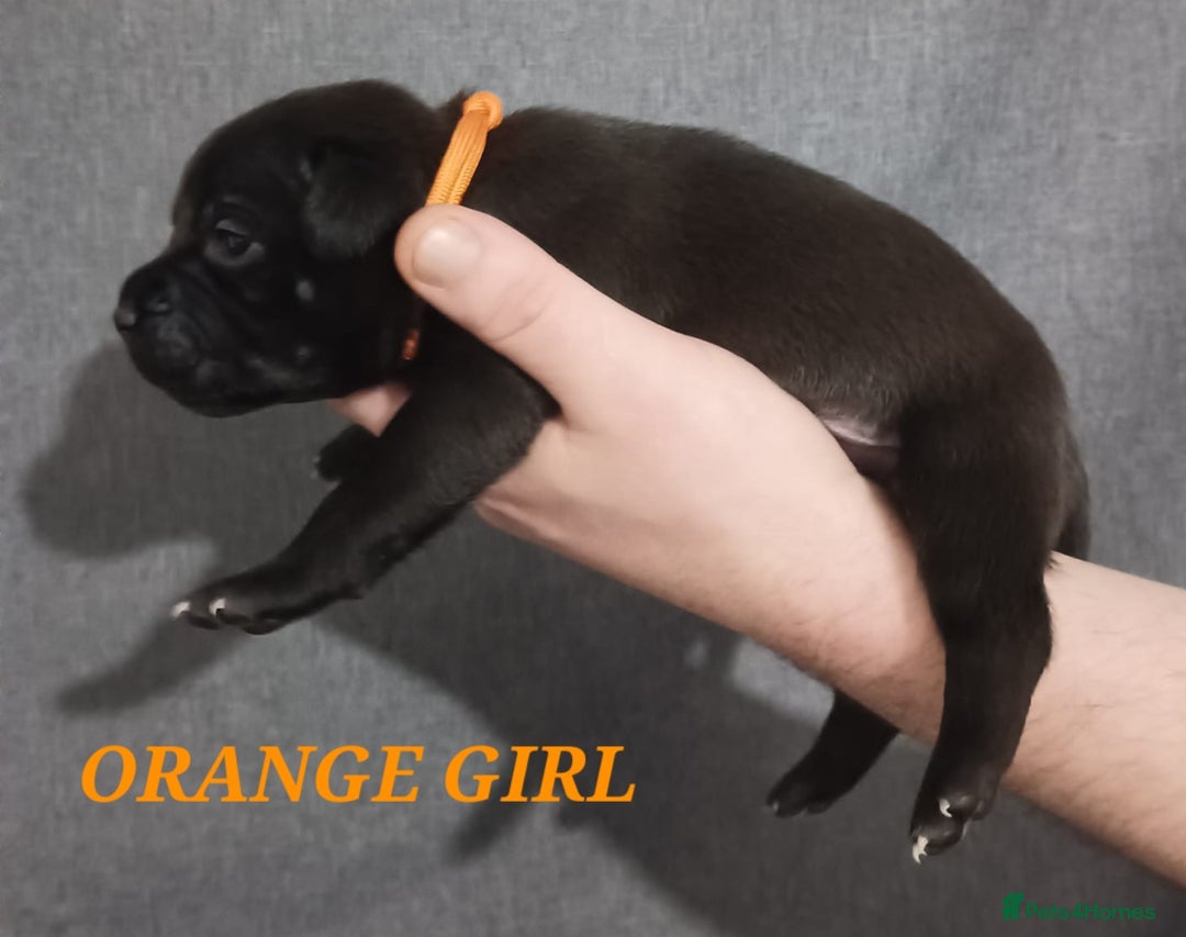 Staffordshire Bull Terrier dogs for sale: 9 beautiful black Staffordshire Bullterriers - Image 12