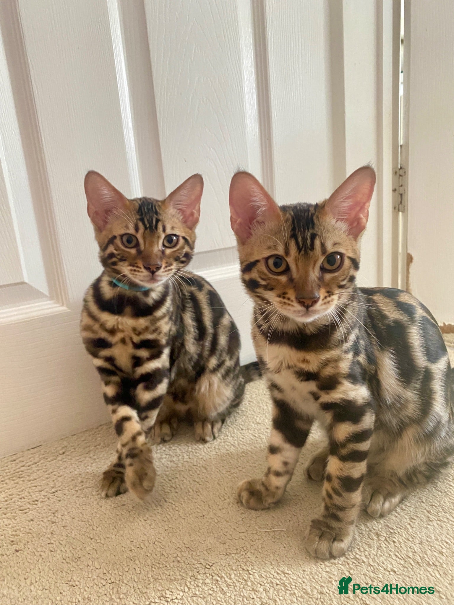 Bengal cats ✨✨ ONLY 2 BOYS LEFT 😻😻✨ - Advert 2