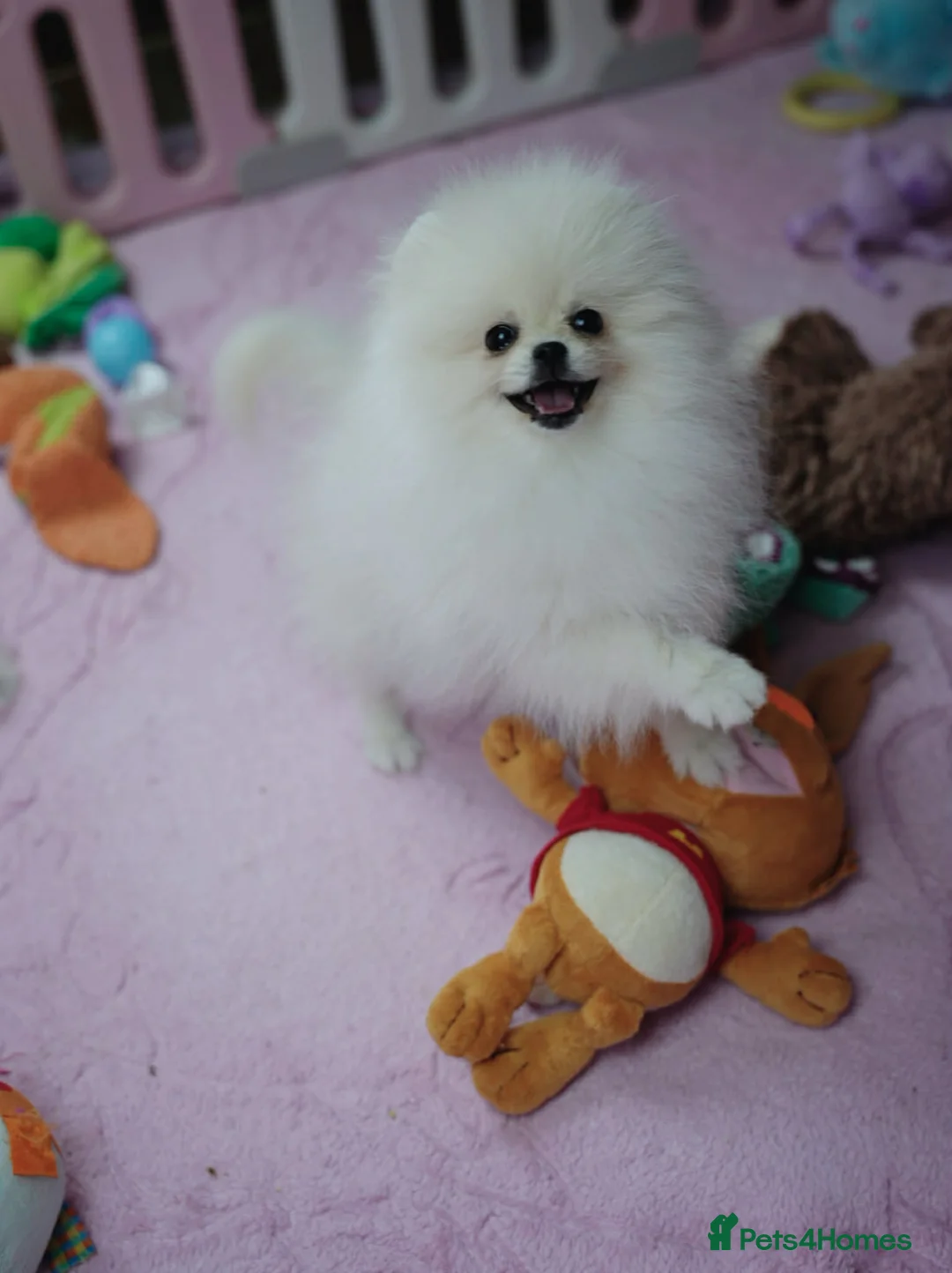 Pomeranian dogs for sale: Beautiful White Girl Korean Line Pomeranian ❤️ in Barnoldswick - Advert 2