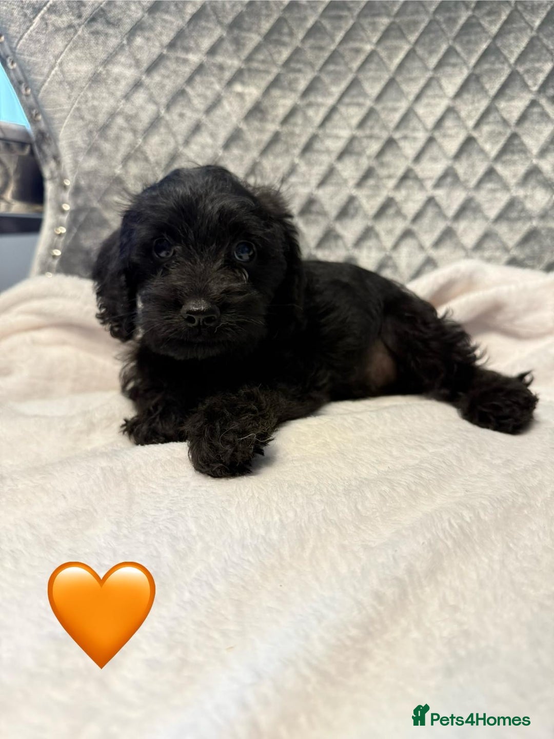 Schnoodle dogs for sale: Beautiful Schnoodle Puppies For Sale - Image 5