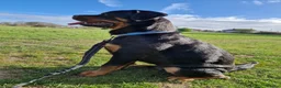 Rottweiler dogs for sale: Beautiful Rottweiler needing the right home ❤️ - Advert 7