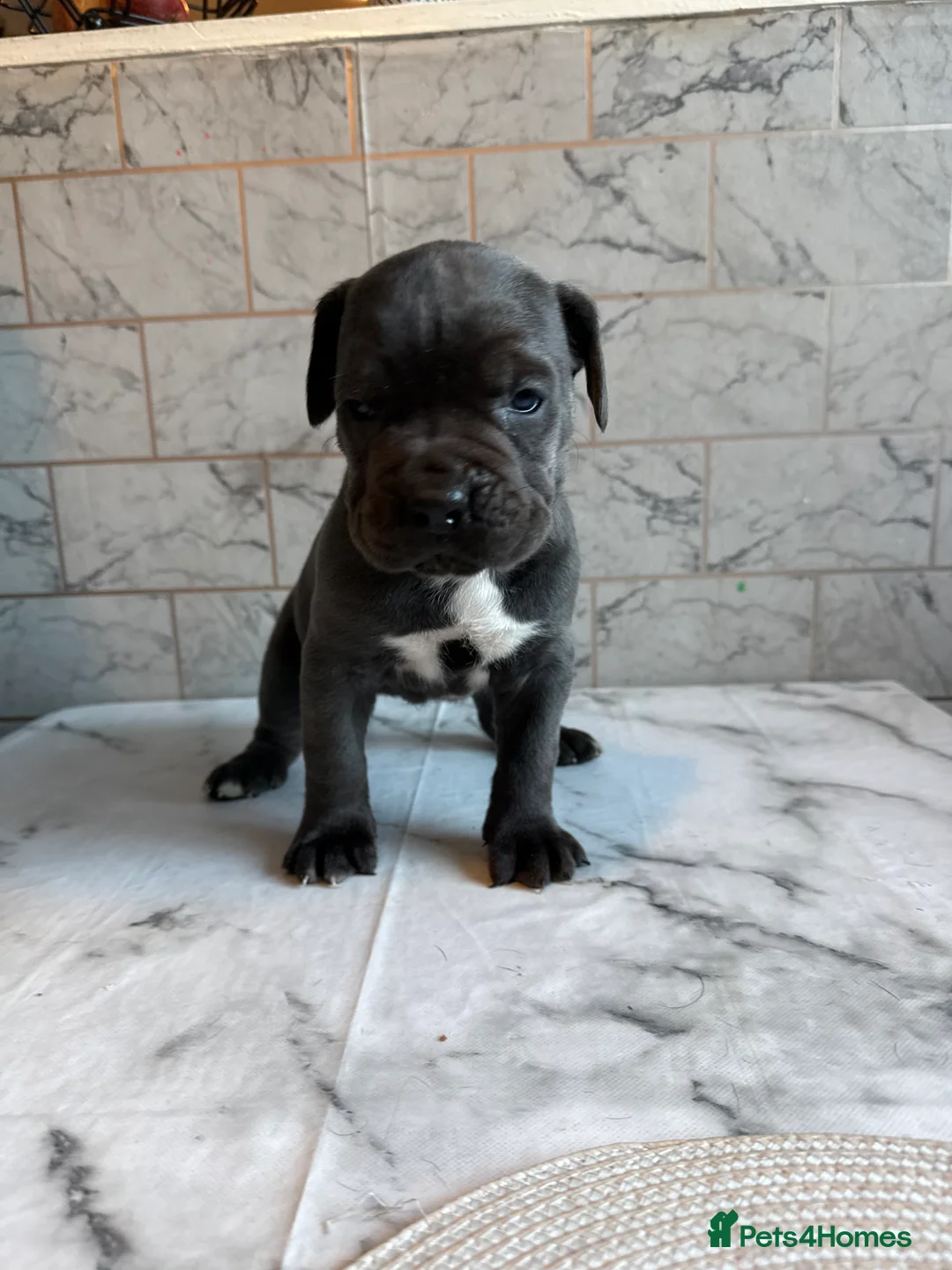 Cane Corso dogs for sale: Cane corso puppies - Advert 11