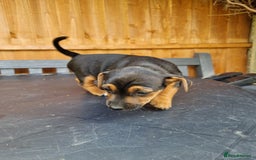 Jack Russell dogs for sale: Pure Jack Russells Rare colored  - Image 9