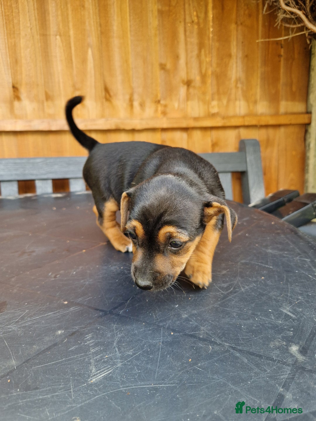 Jack Russell dogs for sale: Pure Jack Russells Rare colored  - Image 9