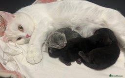 British Shorthair cats for sale: British Shorthair Cross - Image 8