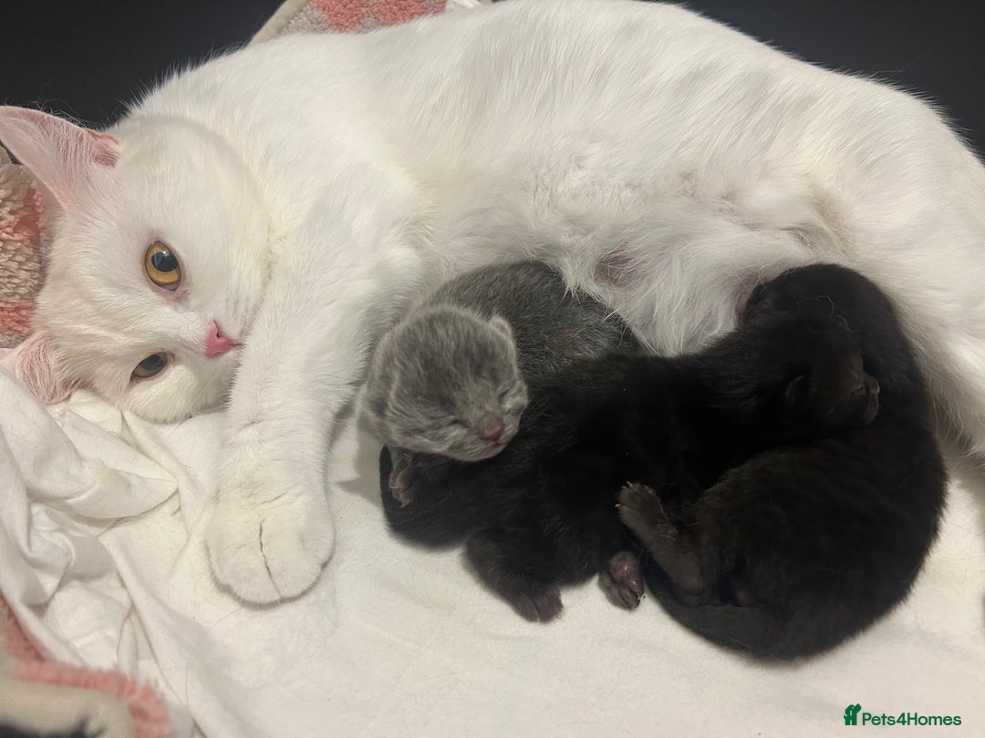British Shorthair cats for sale: British Shorthair Cross - Image 8
