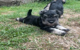 Miniature Schnauzer dogs for sale: KC reg Beautiful miniature Schnauzer puppies  - Image 6