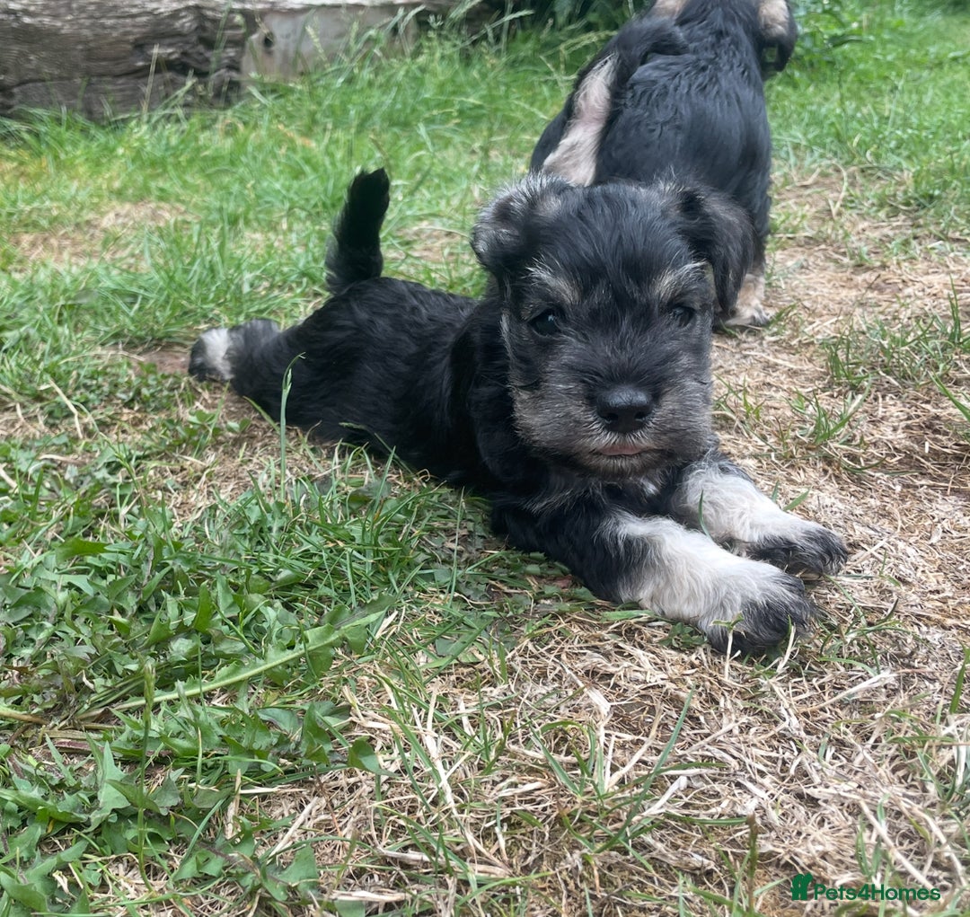 Miniature Schnauzer dogs for sale: KC reg Beautiful miniature Schnauzer puppies  - Image 6