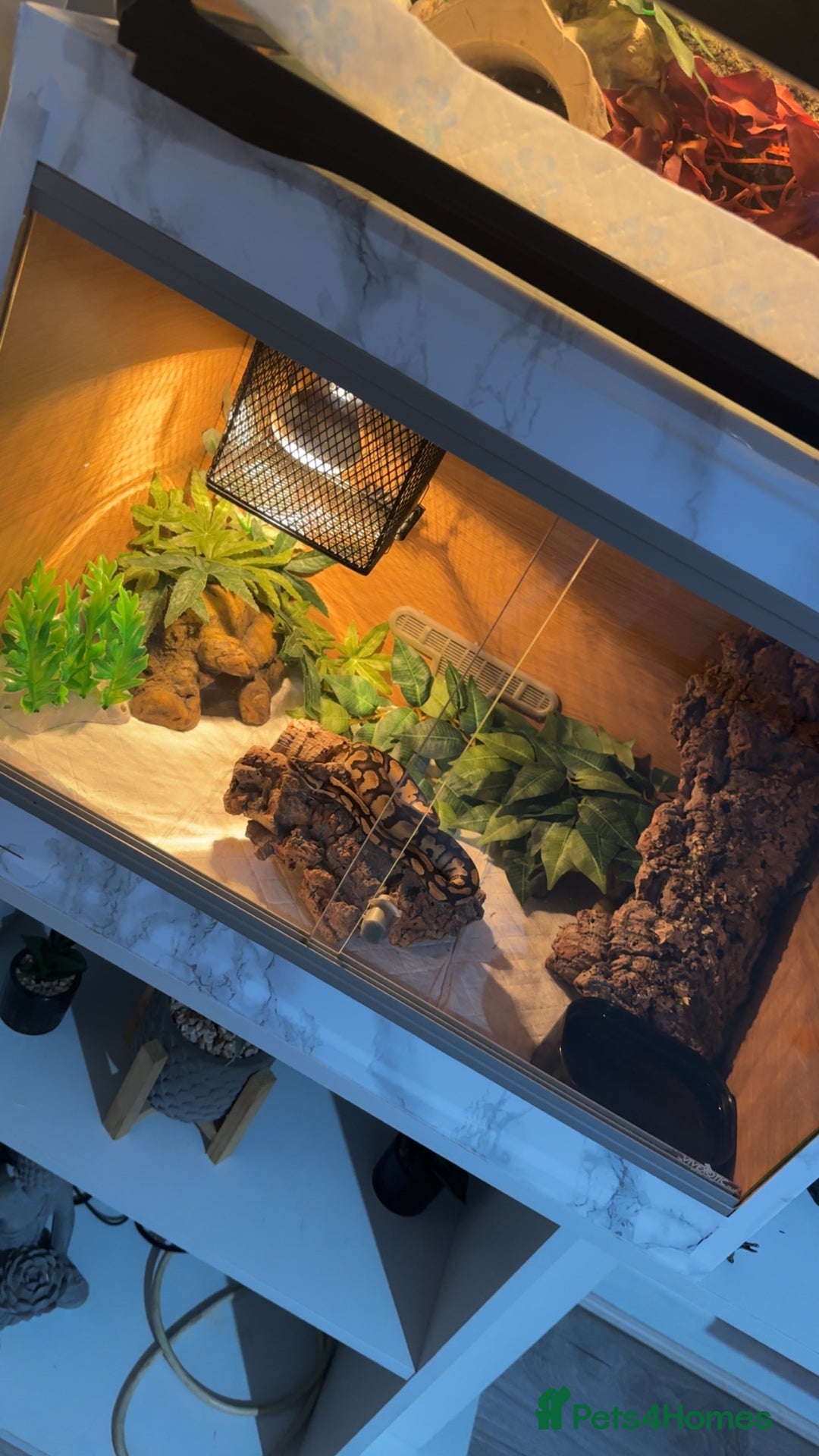 Python Snake reptiles for sale: Yellow pastel ball python  - Advert 5