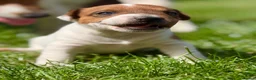 Jack Russell dogs for sale: Now available to Reserve !  - Advert 6