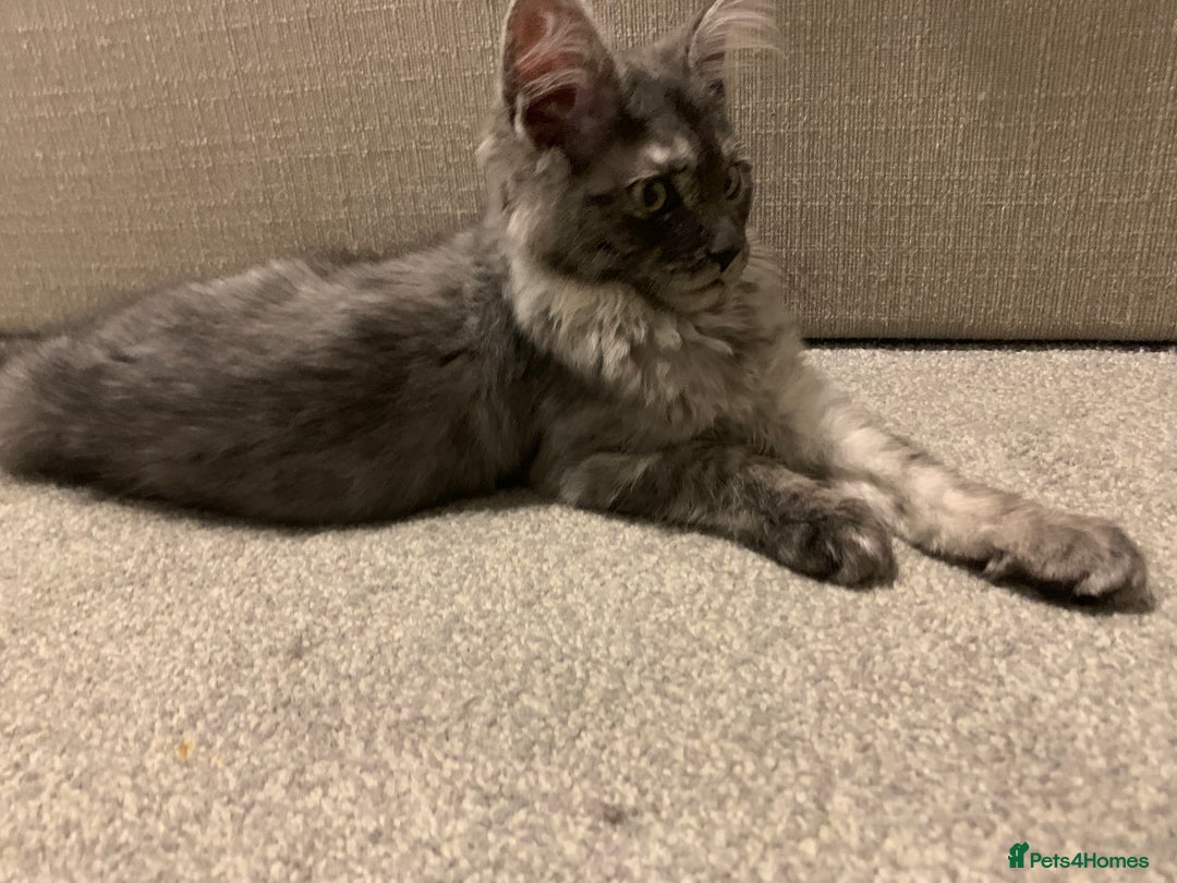 Maine Coon cats for sale: Stunning championship Maine coons for sale - Advert 21