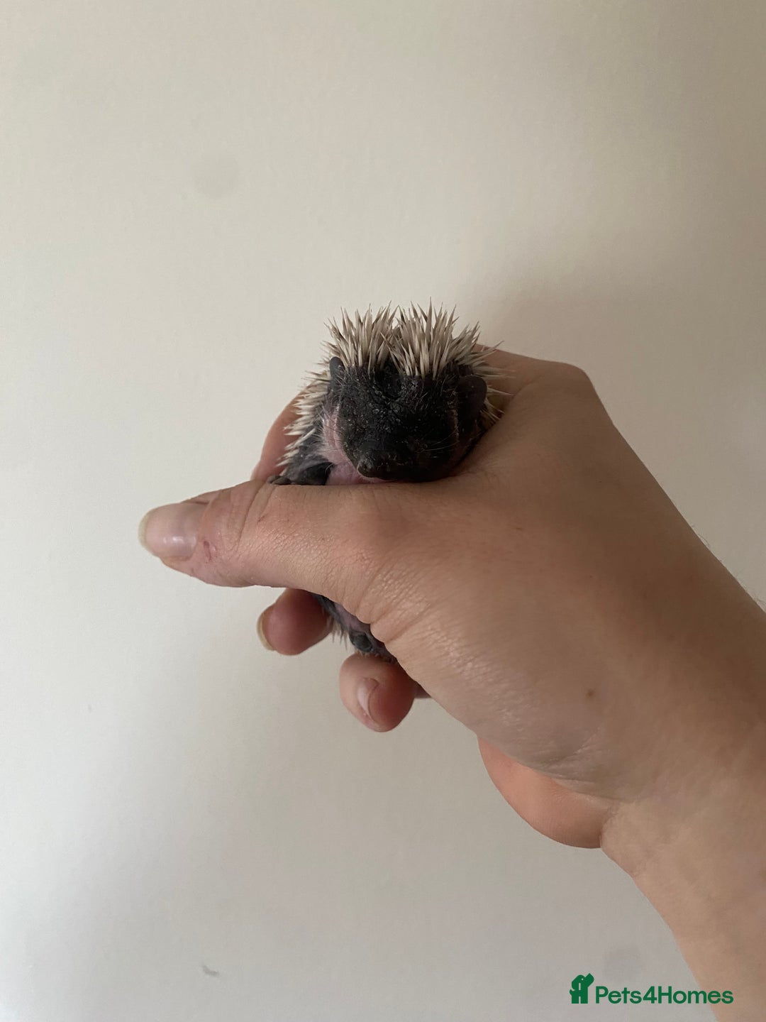 Pygmy Hedgehog rodents for sale: Stunning female hoglets for sale!  - Advert 8