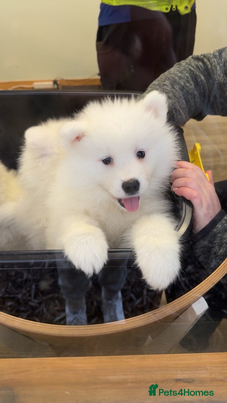 Samoyed dogs Ready now 5 girls left beautiful samoyed  - Advert 5
