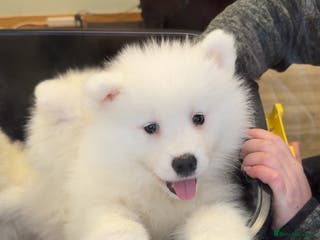 Samoyed dogs 4 girls left price dropped - Advert 2