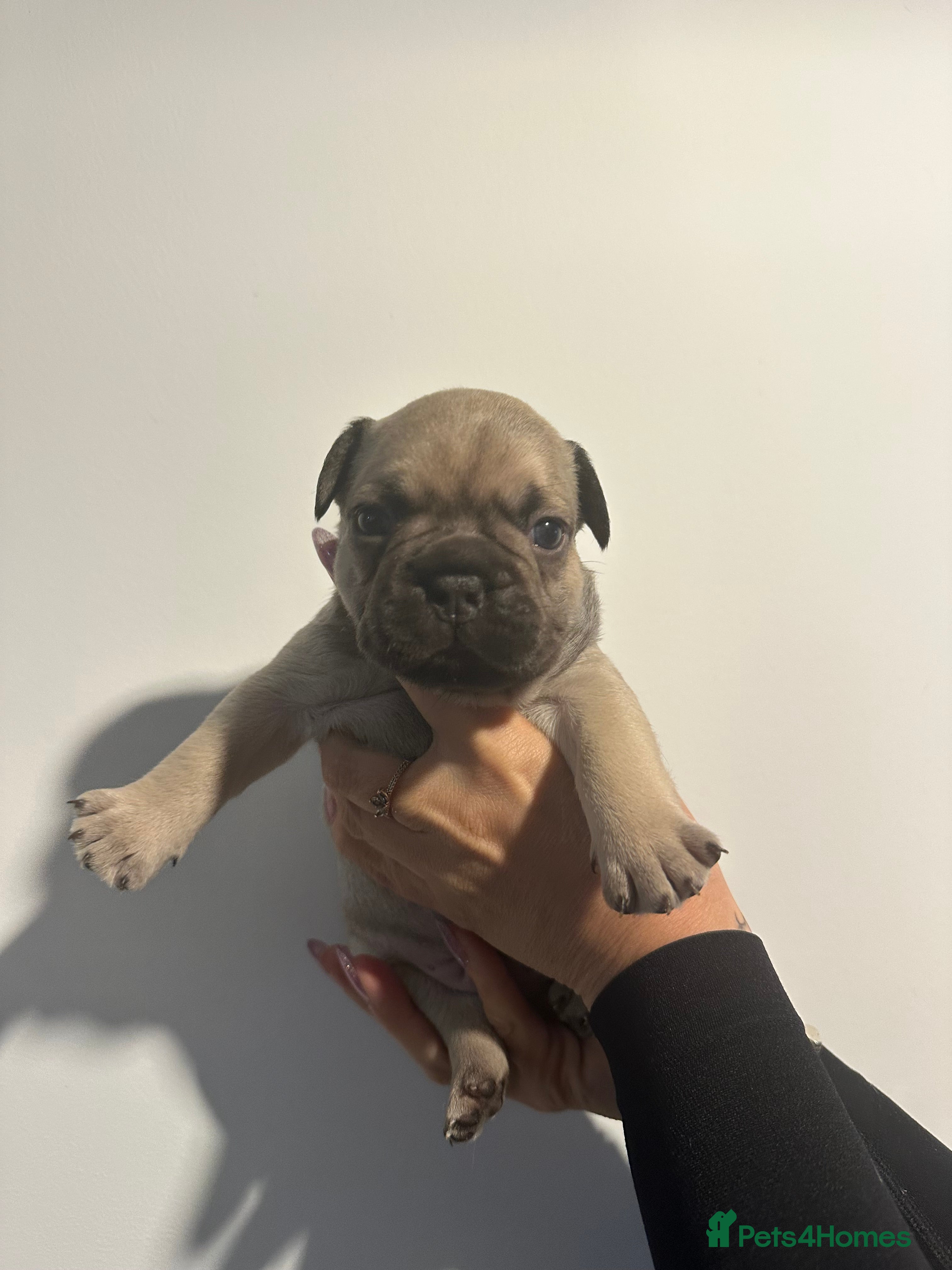 French Bulldog dogs 🐶 Stunning KC Registered French Bulldog Puppies - Advert 2