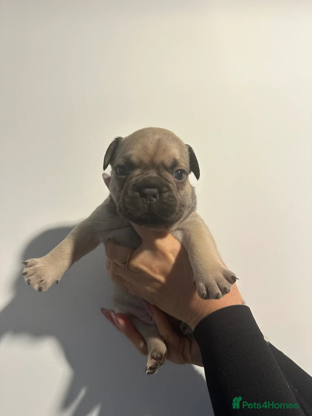 French Bulldog dogs for sale: 🐶 Stunning KC Registered French Bulldog Puppies - Advert 2