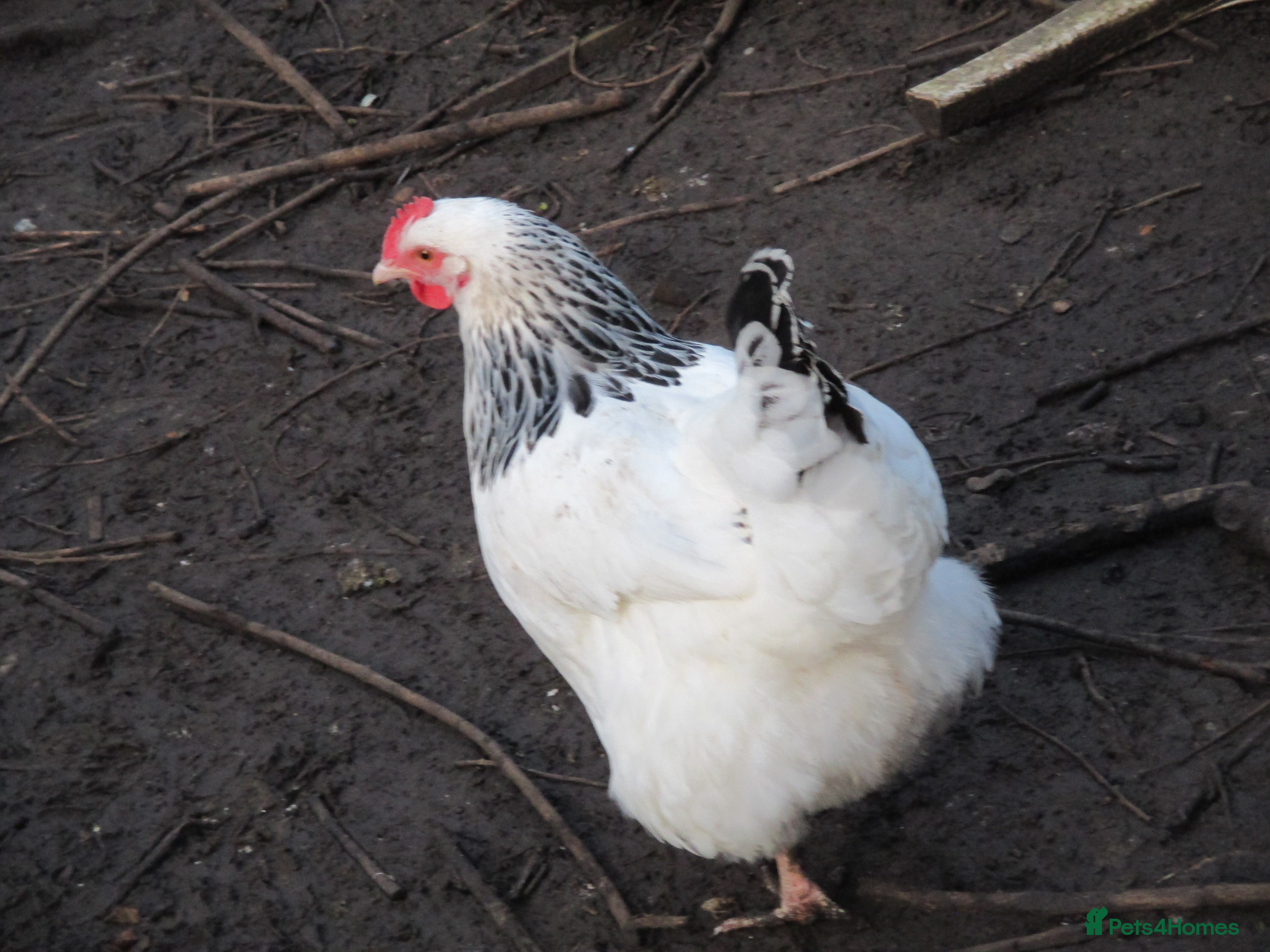 Chickens poultry Lovely Sussex hen - Advert 8