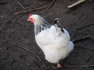 Chickens poultry Lovely Sussex hen - Advert 8