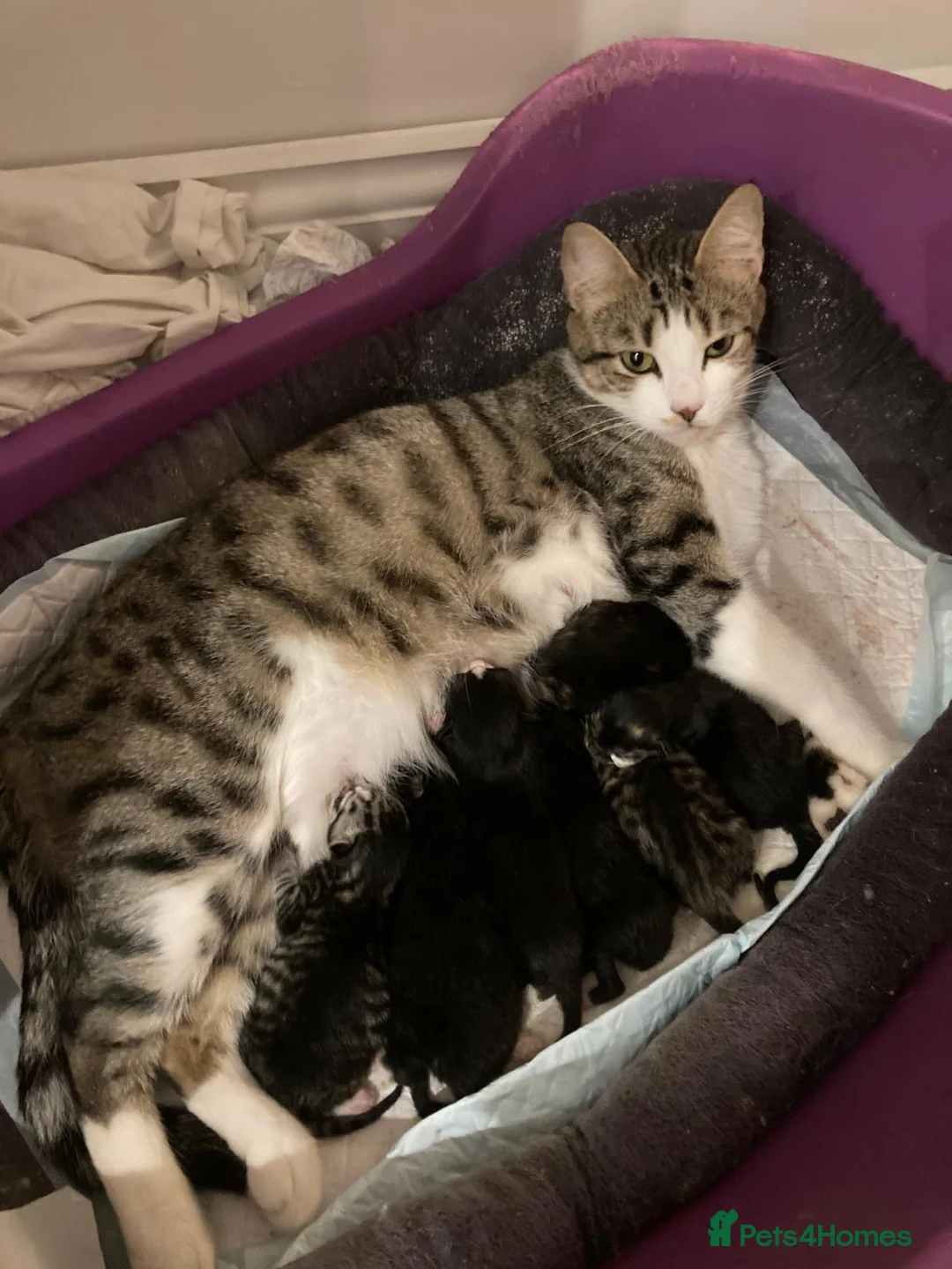 British Longhair cats for sale: Beautiful shirt and long hair kittens - Advert 2