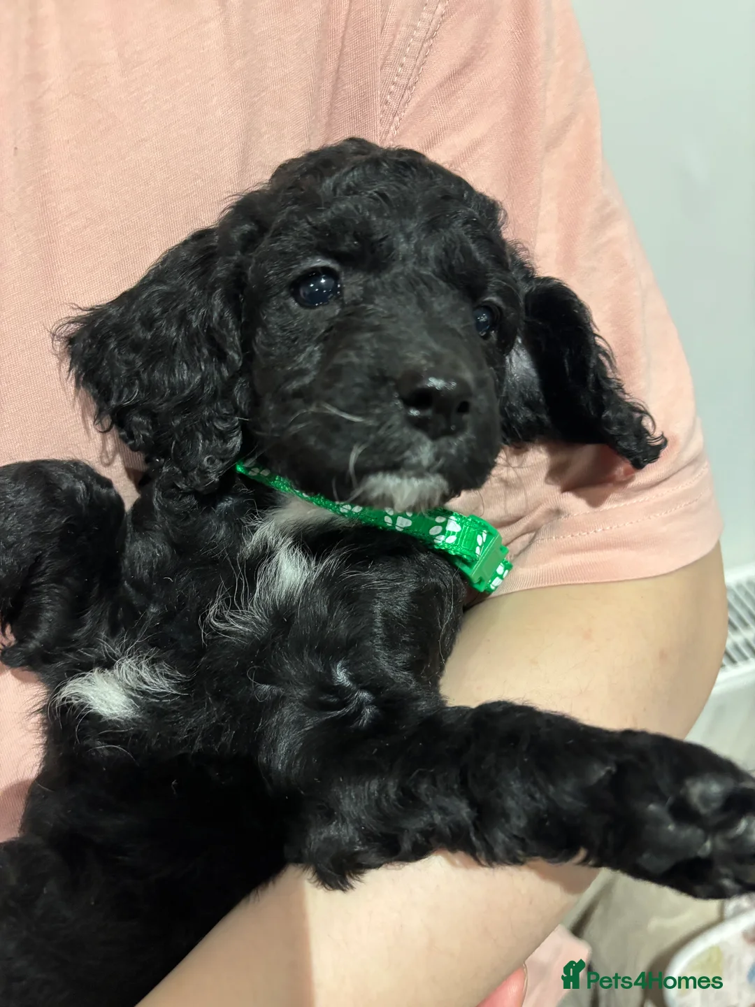 Cockapoo dogs for sale: Beautiful Cockapoo Puppies – 6 Boys & 2 Girls - Advert 11