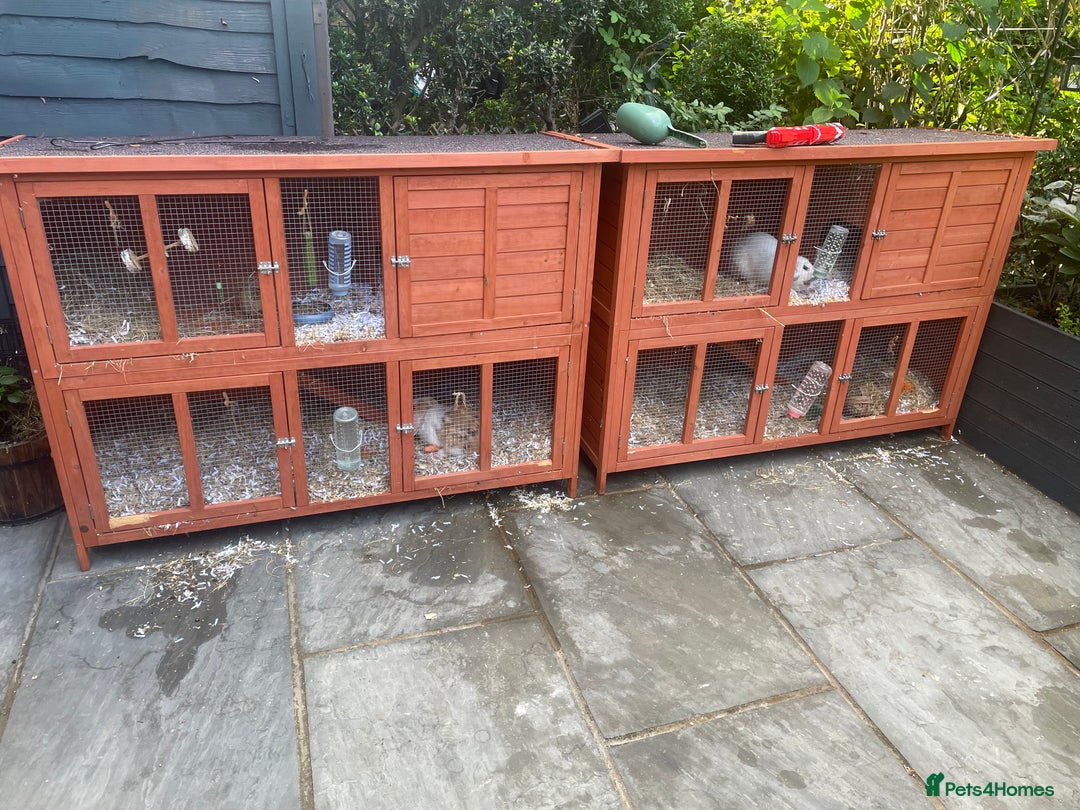 English Lop rabbits for sale:  rabbit plus hutch - Image 5