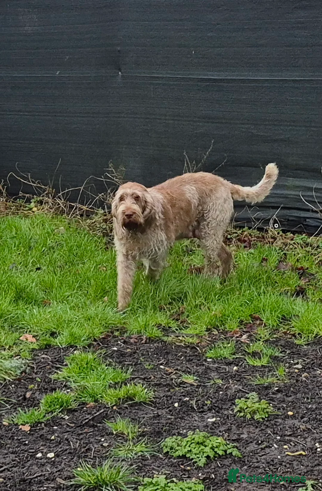 Italian Spinone dogs for sale: Italian Spinone Puppies Available  - Advert 3