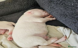 Staffordshire Bull Terrier dogs for sale:  Unique Classic Markings - Image 26
