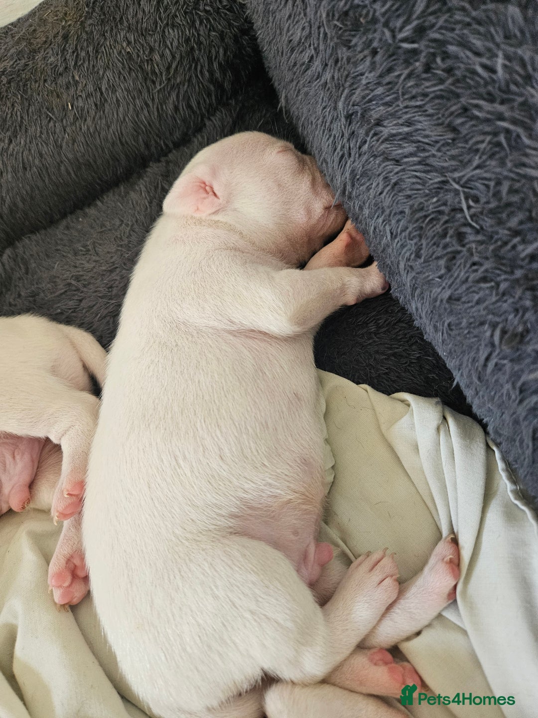Staffordshire Bull Terrier dogs for sale:  Unique Classic Markings - Image 26