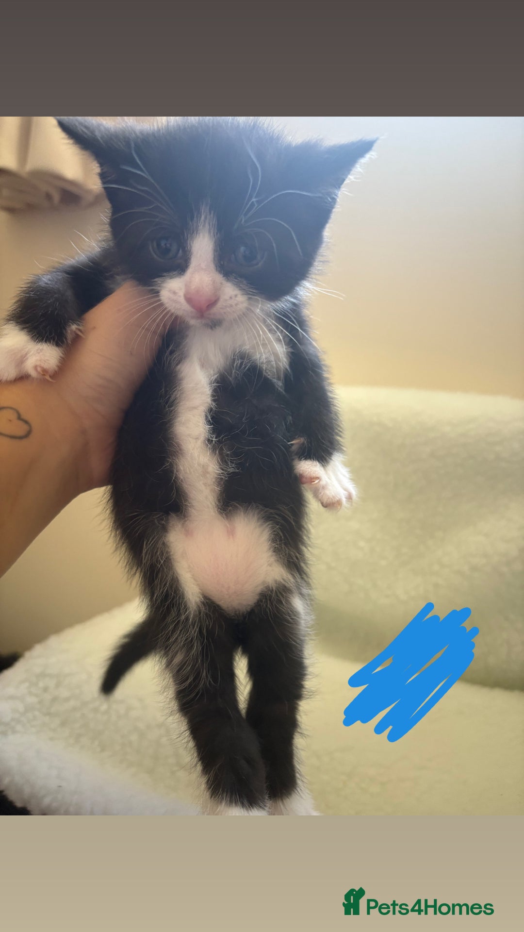 Mixed Breed cats for sale: 5 beautiful kittens for sale🤍 - Image 5