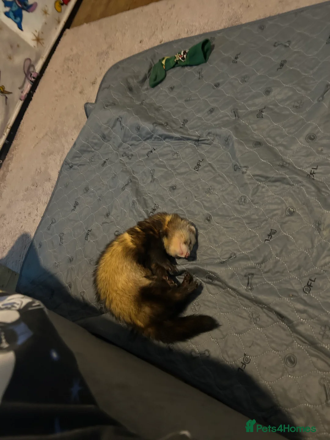 Ferret rodents for sale: Male Ferret for adoption  - Advert 3