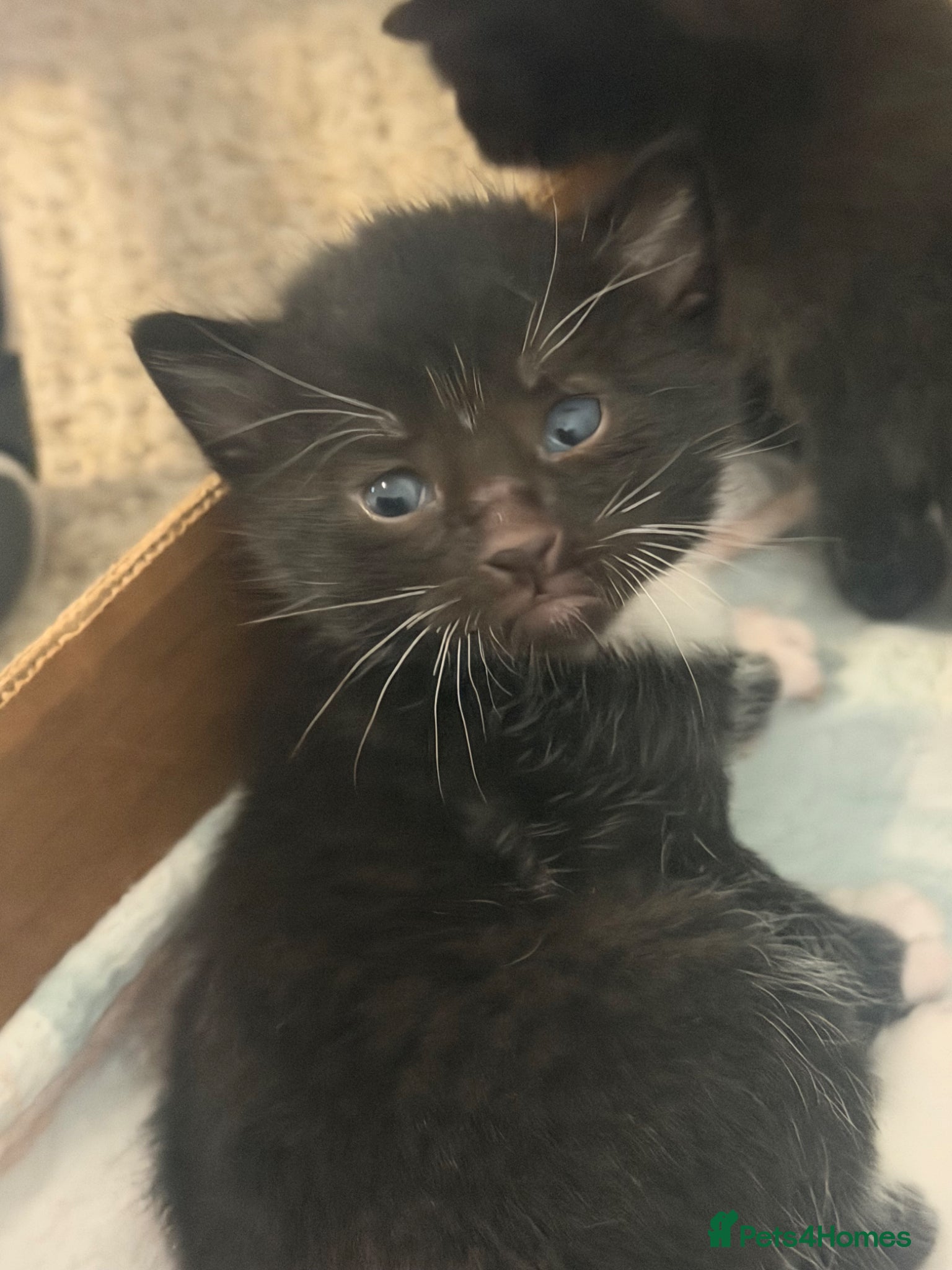 Mixed Breed cats Kittens looking for a home - Advert 1