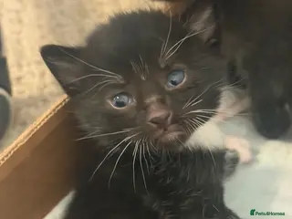 Mixed Breed cats Kittens looking for a home - Advert 1