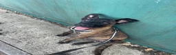 Mixed Breed dogs for sale: 11 Belgian Malimois / cane corse puppies for sale - Advert 15