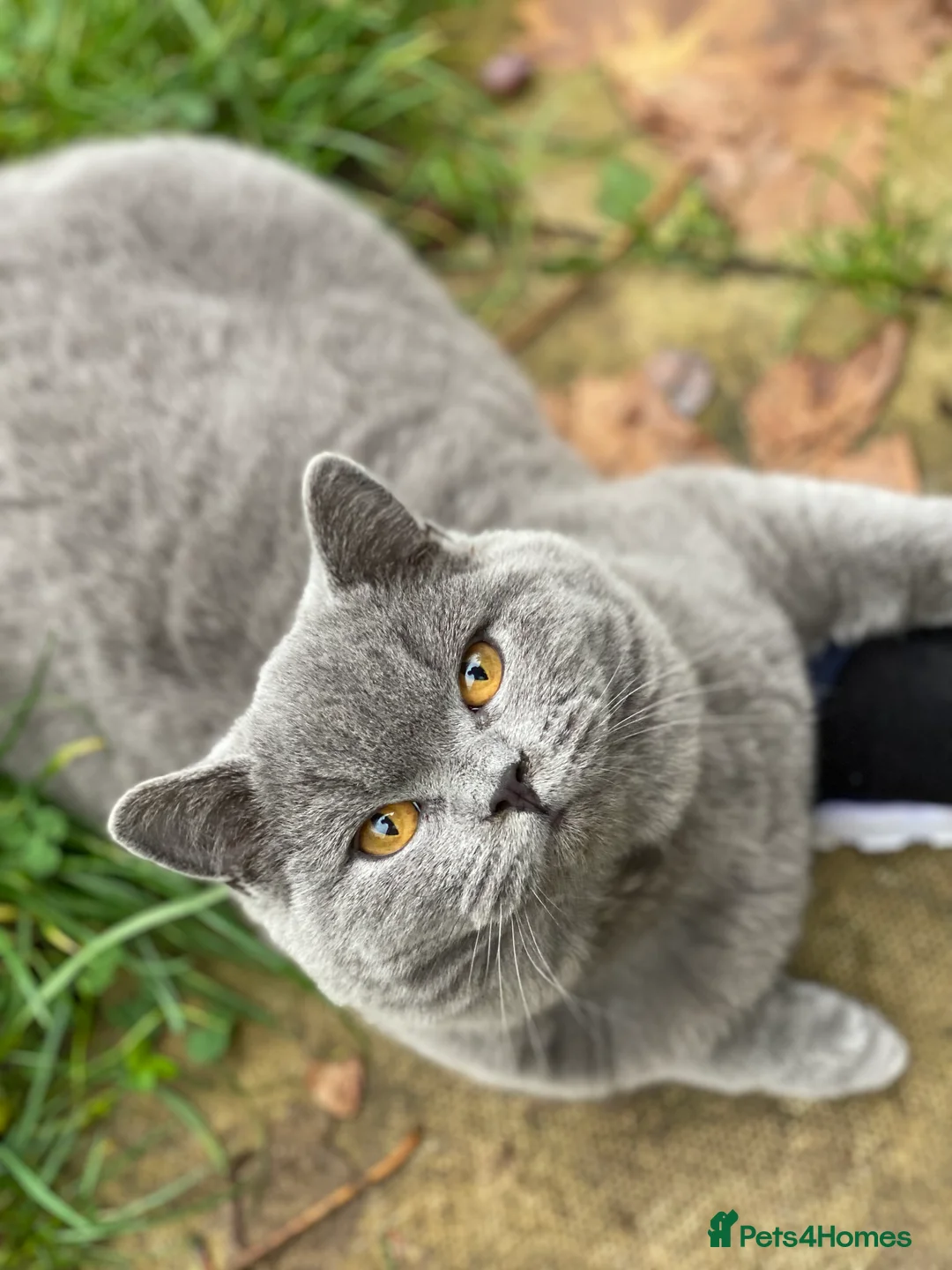 British Shorthair cats for stud: GCCF British Shorthair Blue&Chocolate Champions - Advert 6