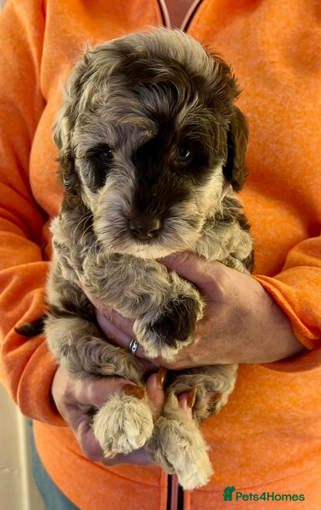 Labradoodle dogs for sale: Curly F1b Labradoodles Health tested parents  - Advert 40