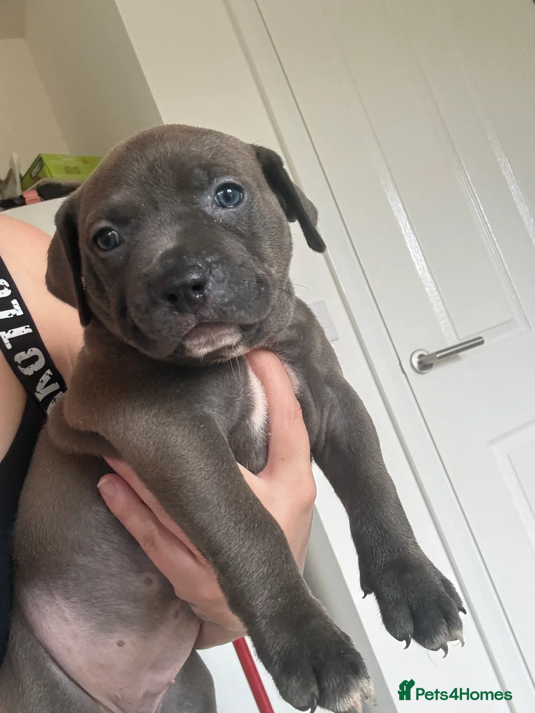 Mixed Breed dogs for sale: Our last beautiful pup lady blu - Advert 5