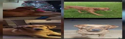 Labrador Retriever dogs for sale: Redfox Labrador puppies - Advert 2