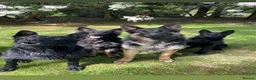 German Shepherd dogs for stud: Blu the German shepherd stud dog kc registered  - Advert 8
