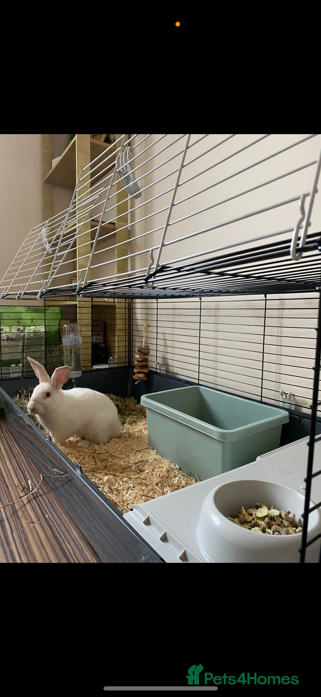 Rex rabbits for sale: Beautiful Rabbit in need of a home  - Image 1