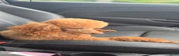 Cavapoo dogs for sale: Stunning f1 Cavapoos  - Advert 14